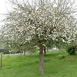 G1541