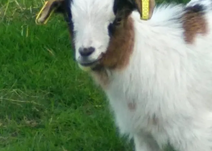 Gite Gites De France - La P'Tite Maison De Papito Et Mamito Holiday home *