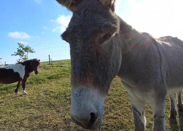 Gite Gites De France - La P'Tite Maison De Papito Et Mamito Holiday home Saint-Martin-du-Bec