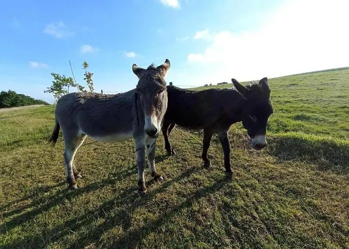 Gite Gites De France - La P'Tite Maison De Papito Et Mamito Saint-Martin-du-Bec